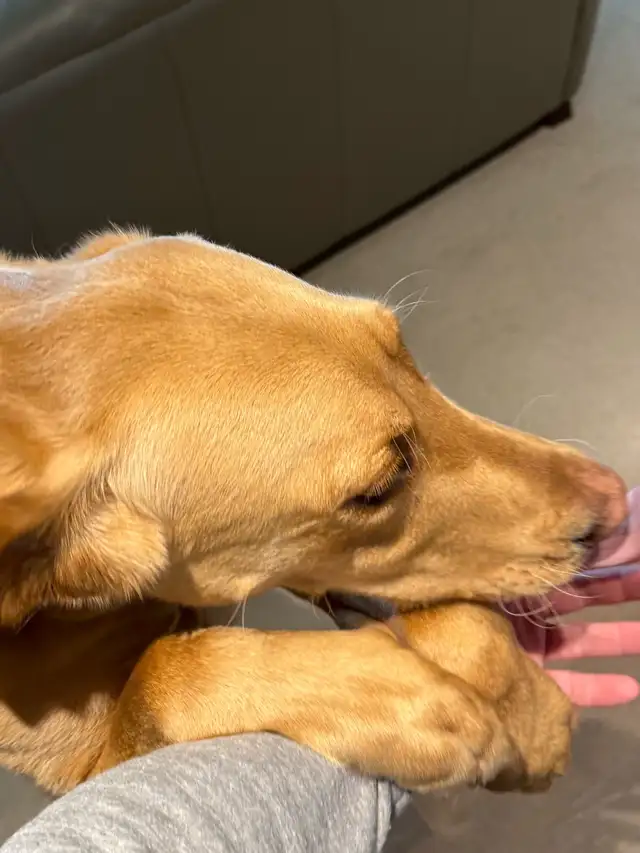 Labrador Retriever in Dogs & Puppies for Rehoming in Calgary - Image 3