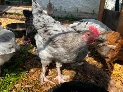 Splash cuckoo maran rooster, View more