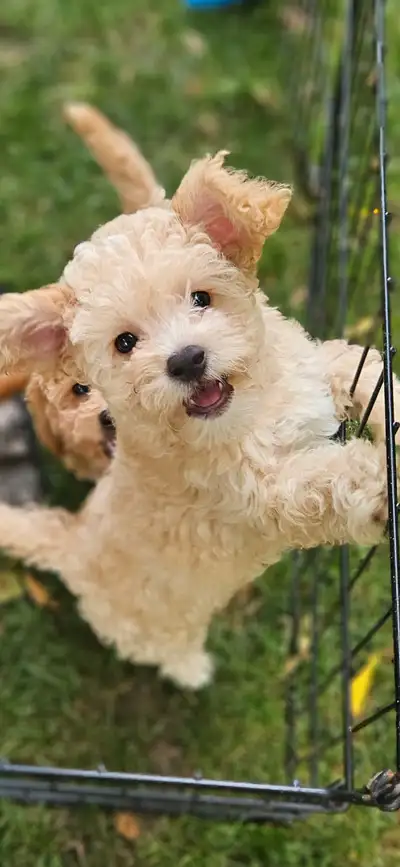 Maltipoo Puppies, 2 boys, View more