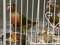 Conure Breeding Pair  Bird (Excellent Price) with cage