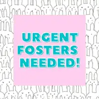 Urgent!! Rabbit Foster Homes Needed!