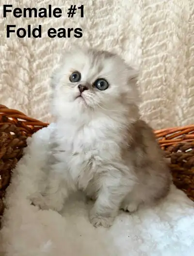 British & Scottish fold, View more