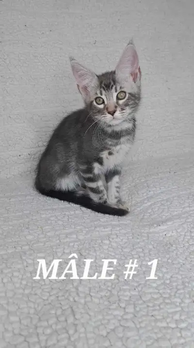 ✨ Chatons Bengal x Maine Coon – Vaccinés & prêts à partir ✨ 4 magnifiques chatons nés le 31 mars, is...