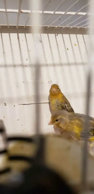 2 oplaine canary 