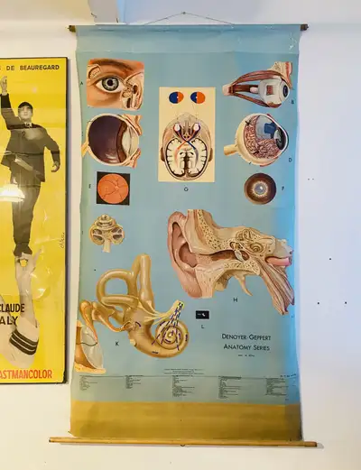 This beautiful vintage medical chart is paper on a linen canvas and has a vivid color illustration b...