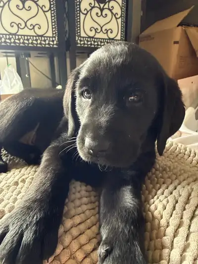 Labrador Retriever Puppies, View more