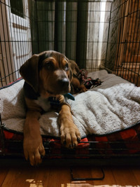 Catahoula looking for experienced owner - free