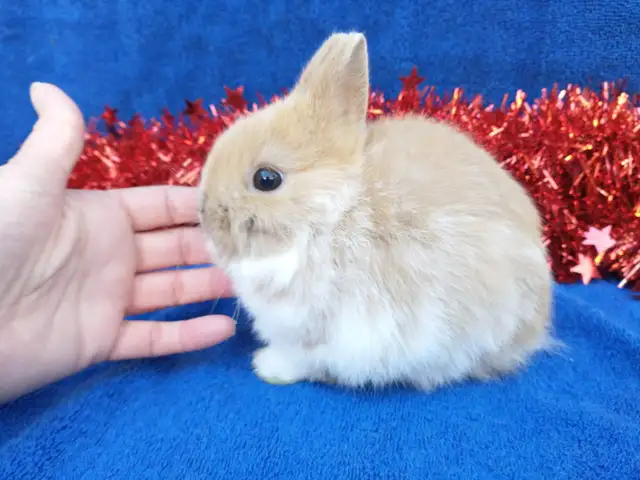 EXTRAORDINARY Netherland dwarf, Holland lop, mini rex, lionhead in Small Animals for Rehoming in Thunder Bay - Image 5
