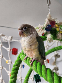 Conure manipulable avec cage