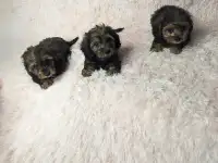 Dachshund /Yorkie ( Dorkie ) Puppies !