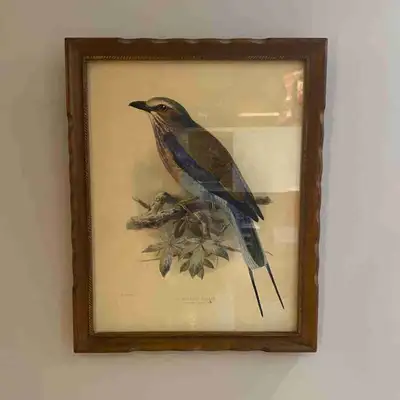 lithographie J G Keulemans Longtail roller, View more