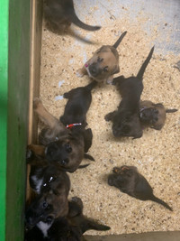 Boxer/ Shepard pups for sale vet checked with shots 3 left 