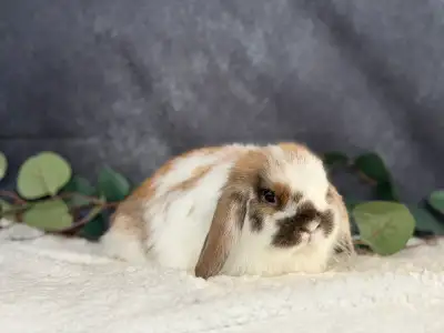 Spayed females holland lop, View more