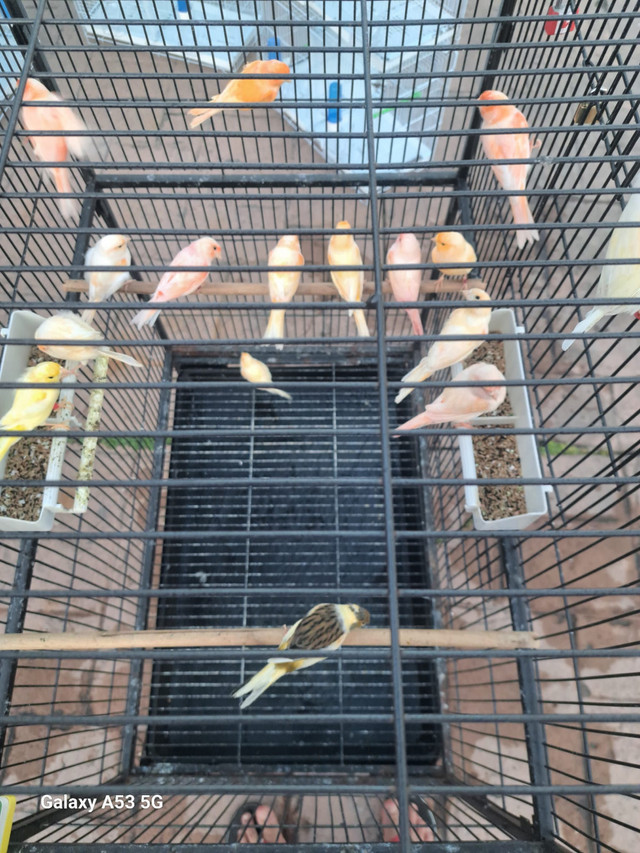 canaries in Other in Hamilton - Image 3