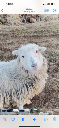 Flock 17Berkshire / magalisa cross pig and a flock of sheep 11