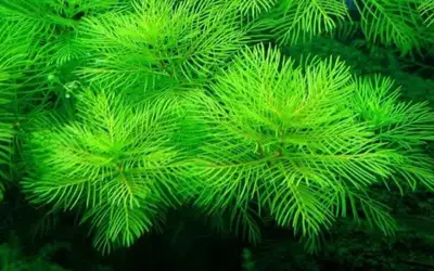 myriophyllum mattogrossense aquarium plant, View more