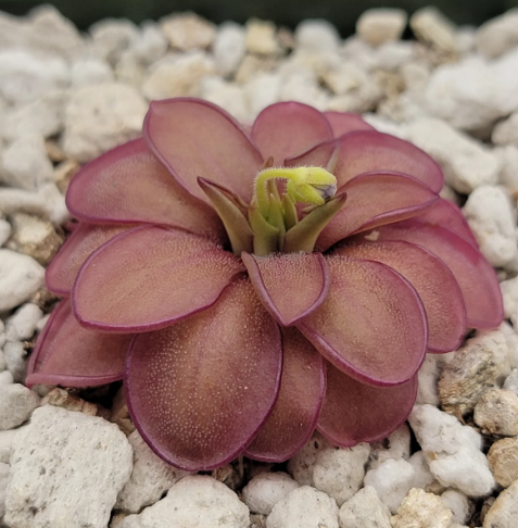 Pinguicula Laueana CP2 X Emarginata butterwort carnivorous plant in Plants, Fertilizer & Soil in City of Toronto - Image 5