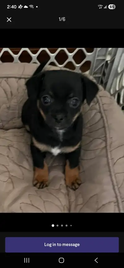 Yorkie/Pomchi puppies, View more