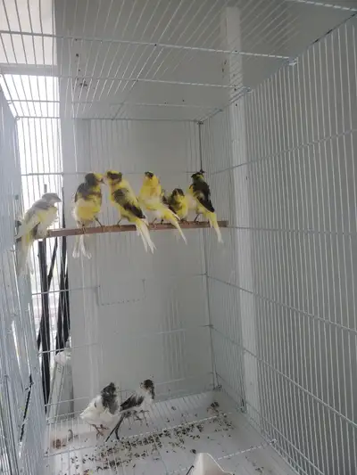 Canaries for sale, View more