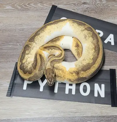 Adult fire enchi pied ph hypo female, View more