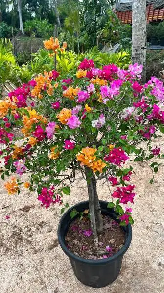 multicolor young trees , View more