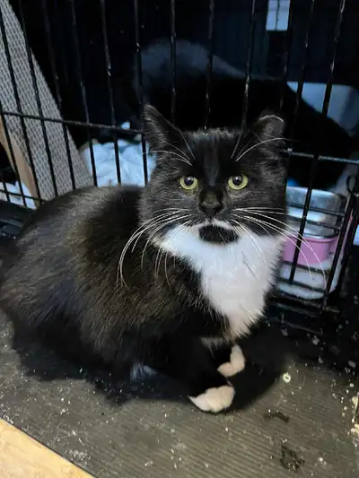 Chaton recherche famille ( stérilisé, vacciné et vermifugé), View more