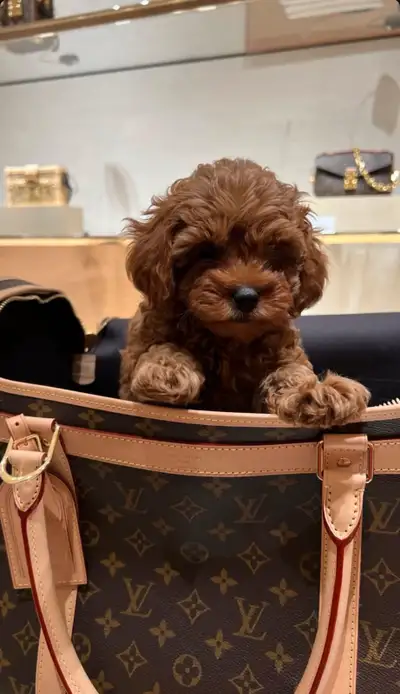 Cockapoo puppies, View more