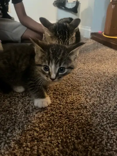 adorable kitten, View more