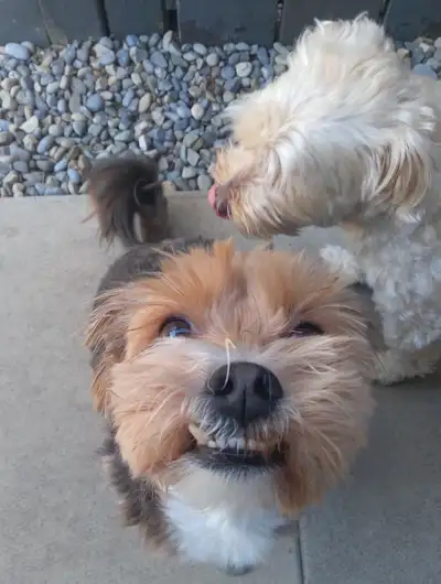 we treat our guests like dogs!, View more