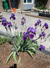  Mississauga Perennial plants miniature and full-size irises