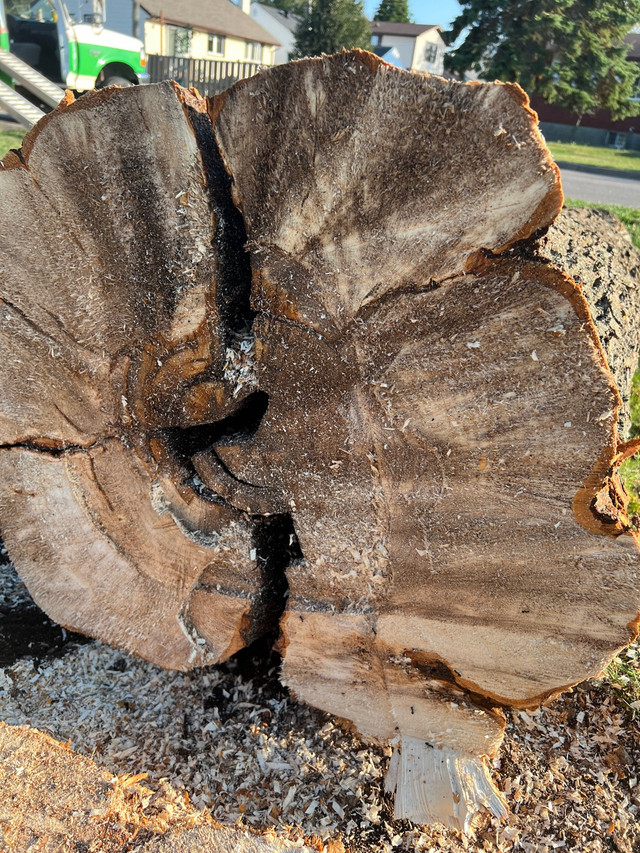  Urban tree cutting and Stump Grinding  in Lawn, Tree Maintenance & Eavestrough in Thunder Bay - Image 4