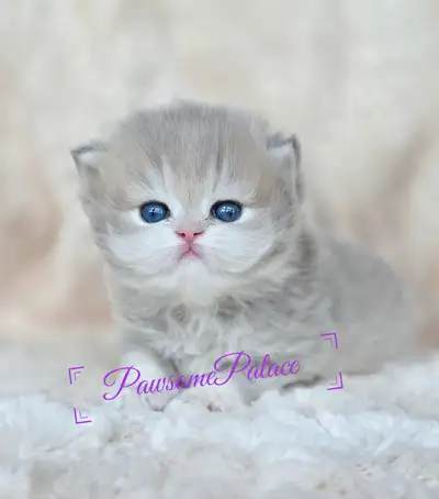 British Longhair Kittens, View more