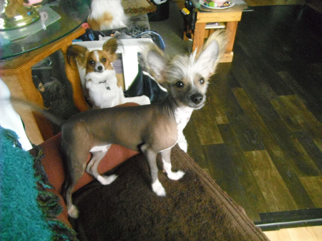 E  VERY HAIRLESS CHINESE CRESTED MALE PUPPY in Dogs & Puppies for Rehoming in Edmonton