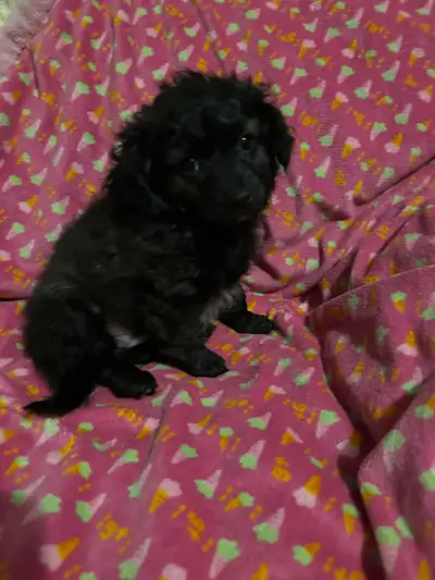 CHI-POOS PUPPYS, View more