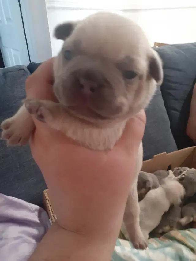 bouldogue français in Dogs & Puppies for Rehoming in City of Montréal - Image 5
