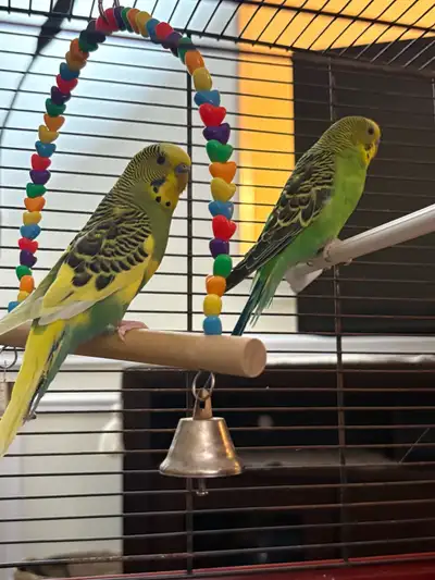 Young healthy budgies , View more