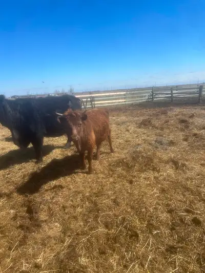 3 Dexter heifers for sale most around the one year some are up to a year and a half asking $1875 eac...