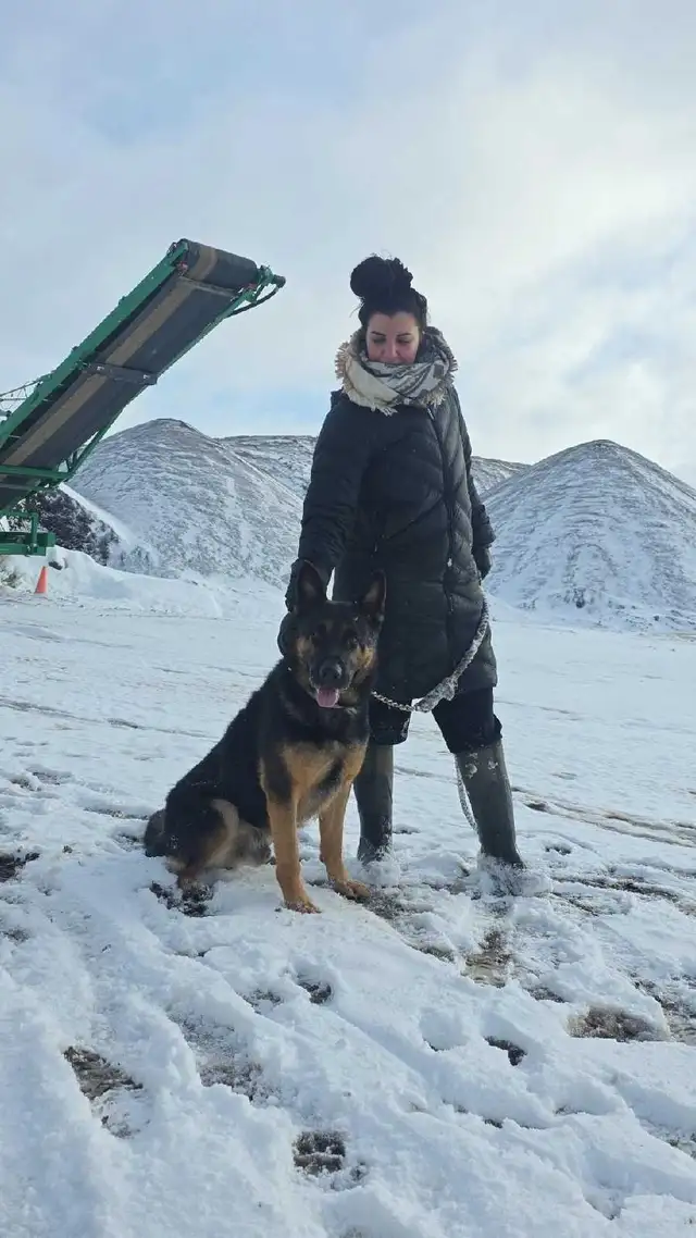 German shepherd puppies in Dogs & Puppies for Rehoming in Guelph - Image 8