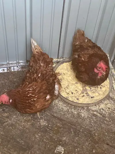 I'll either trade them for a pair of chickens! Or I'll sell them for the same price I bought them fo...