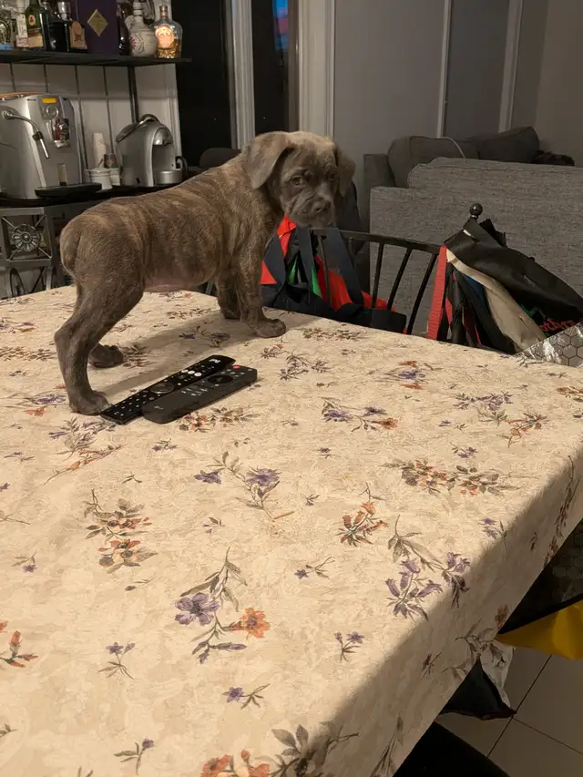 Cane Corso pups,, gray, blue, brindle , formentino in Dogs & Puppies for Rehoming in Markham / York Region - Image 13