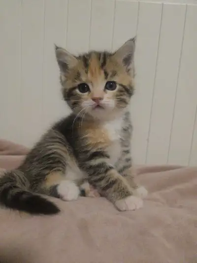 Half British short hair kitten (female), View more
