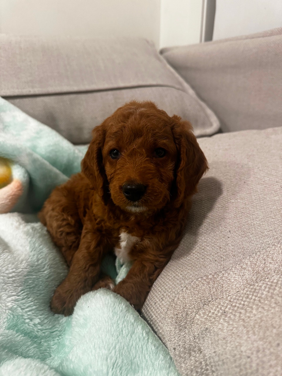 Cockapoo puppy | Dogs & Puppies for Rehoming | City of Toronto | Free ...