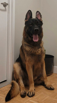 CKC Adult German Shepherd