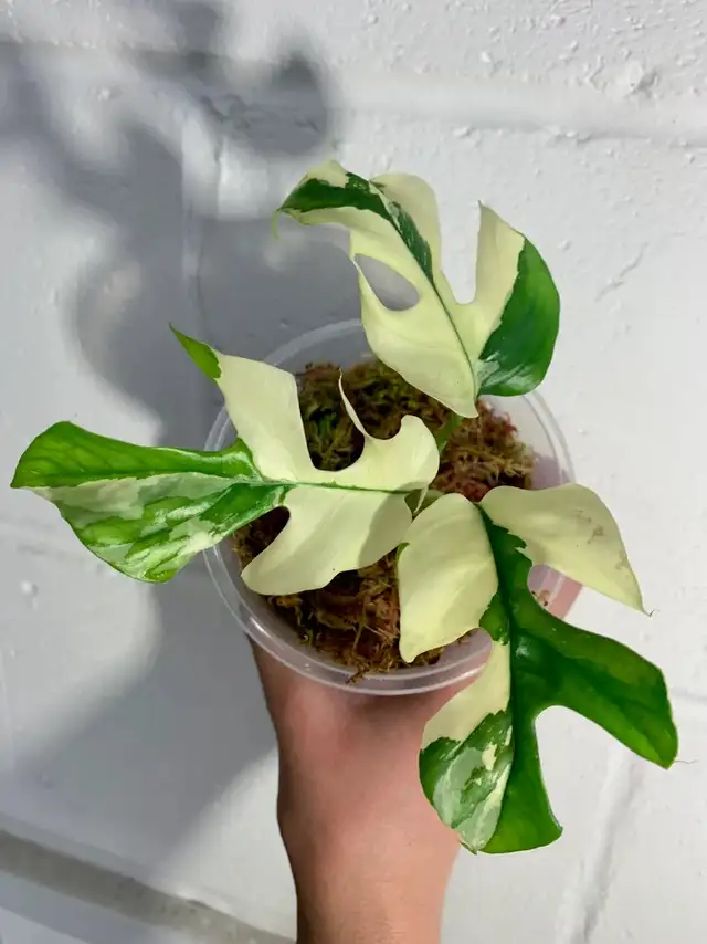 Tetrasperma variegated62864746313473123