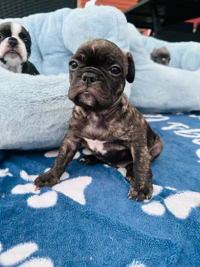 Frenchton puppies, View more