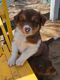 Australian shepherd puppies for sale