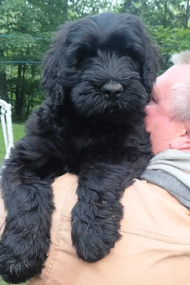 Black Russian Terrier CKC  in Dogs & Puppies for Rehoming in Gatineau - Image 3