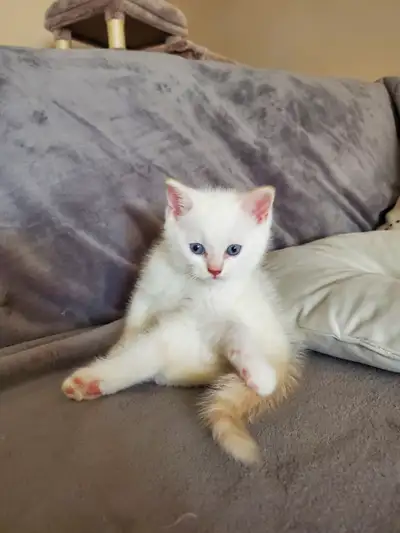 Kittens ready for adoption, View more