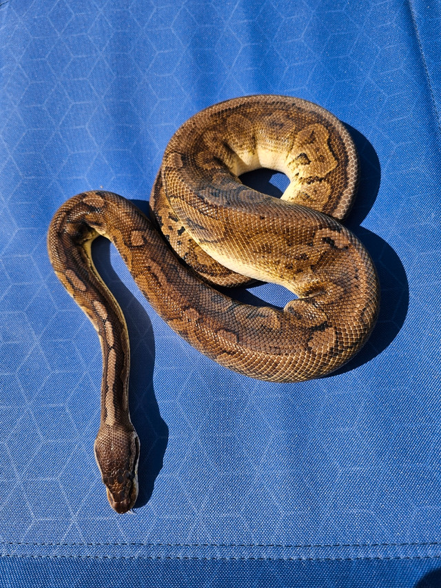 Friendly male cinnamon pastel possible sugar ball python in Reptiles & Amphibians for Rehoming in Fredericton