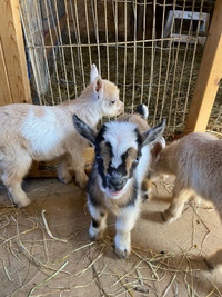 Miniature Nigerian dwarf pigmy goats